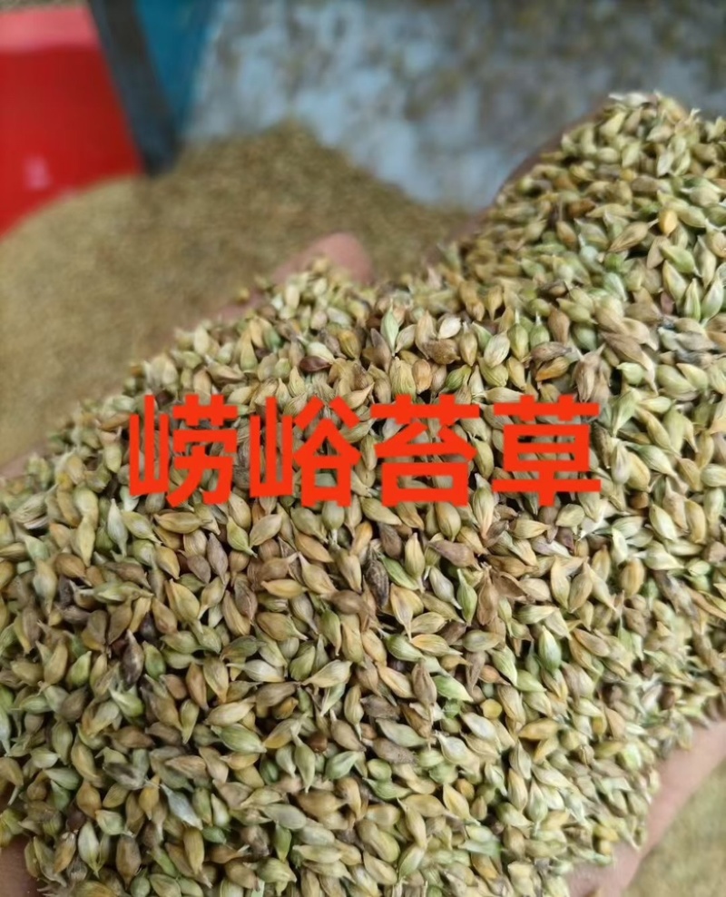 崂峪苔草种子四季常青