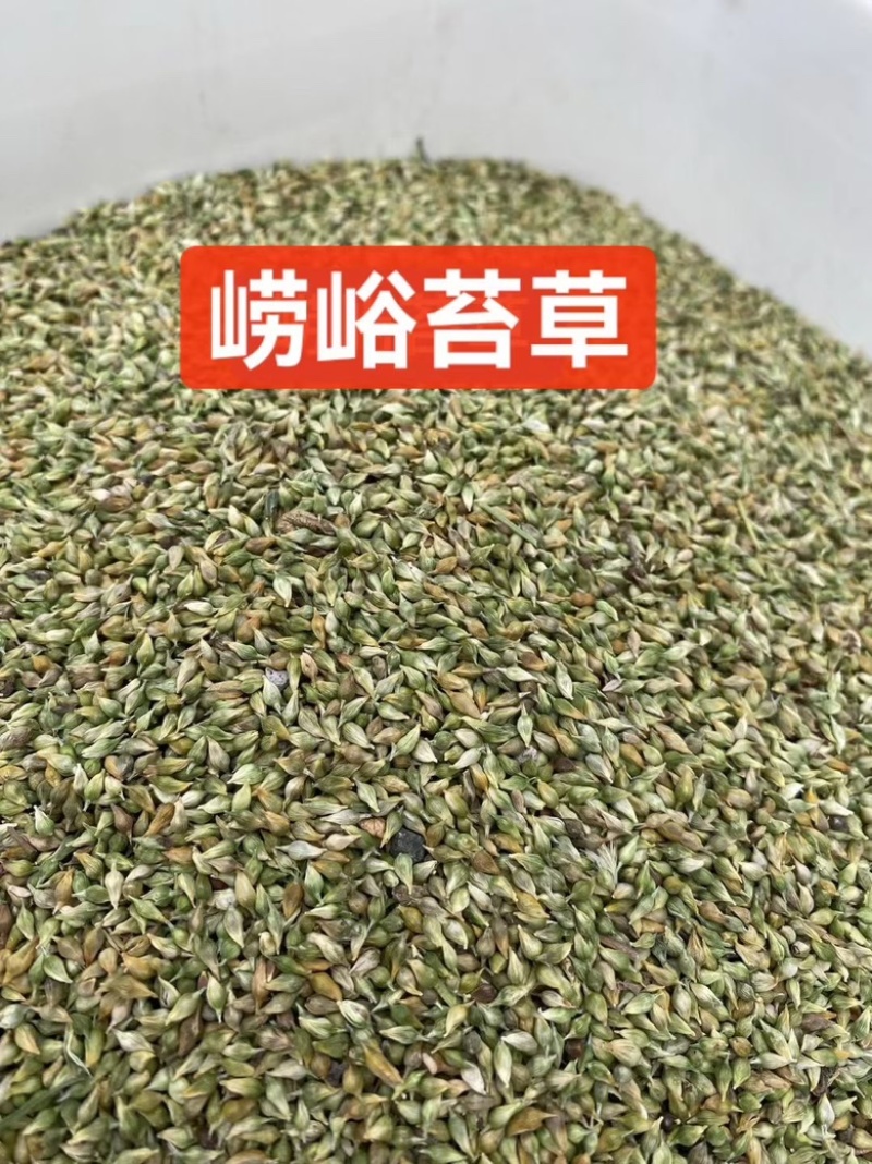 崂峪苔草种子四季常青