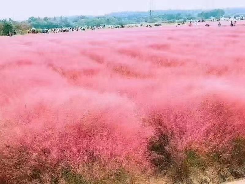 粉黛乱子草籽四季易活观赏网红草籽