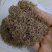 粉黛乱子草籽四季易活观赏网红草籽