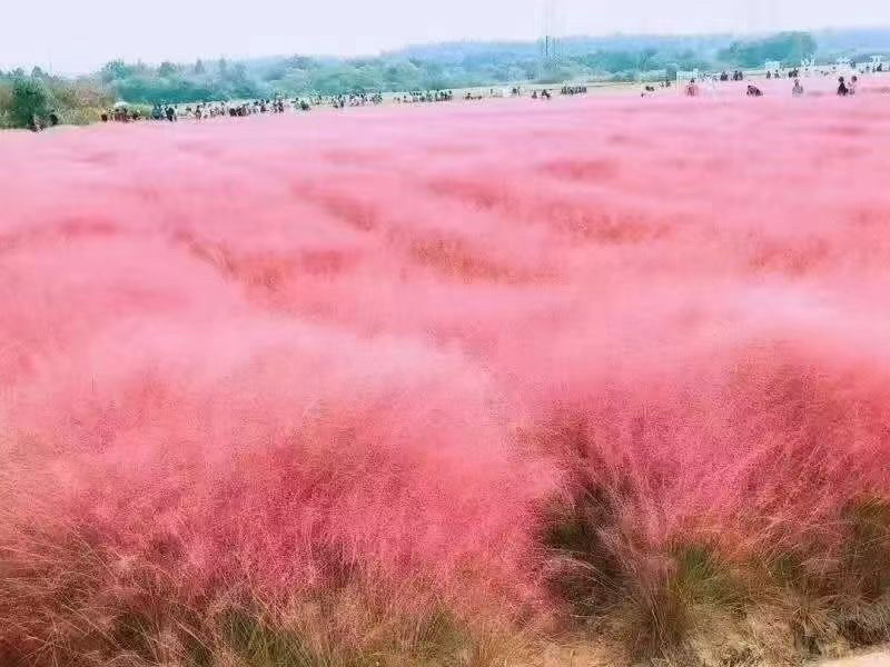 粉黛乱子草籽四季易活观赏网红草籽