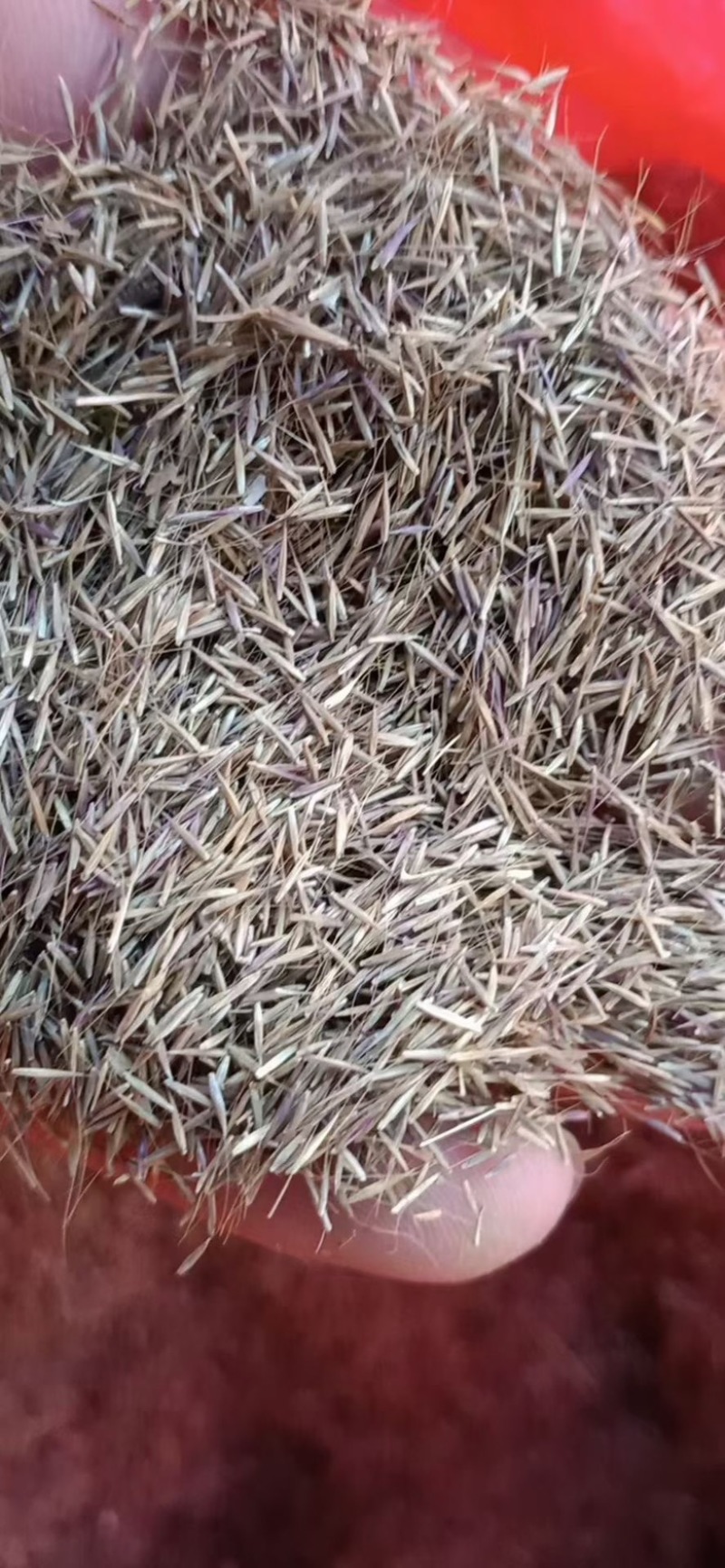 粉黛乱子草籽四季易活观赏网红草籽