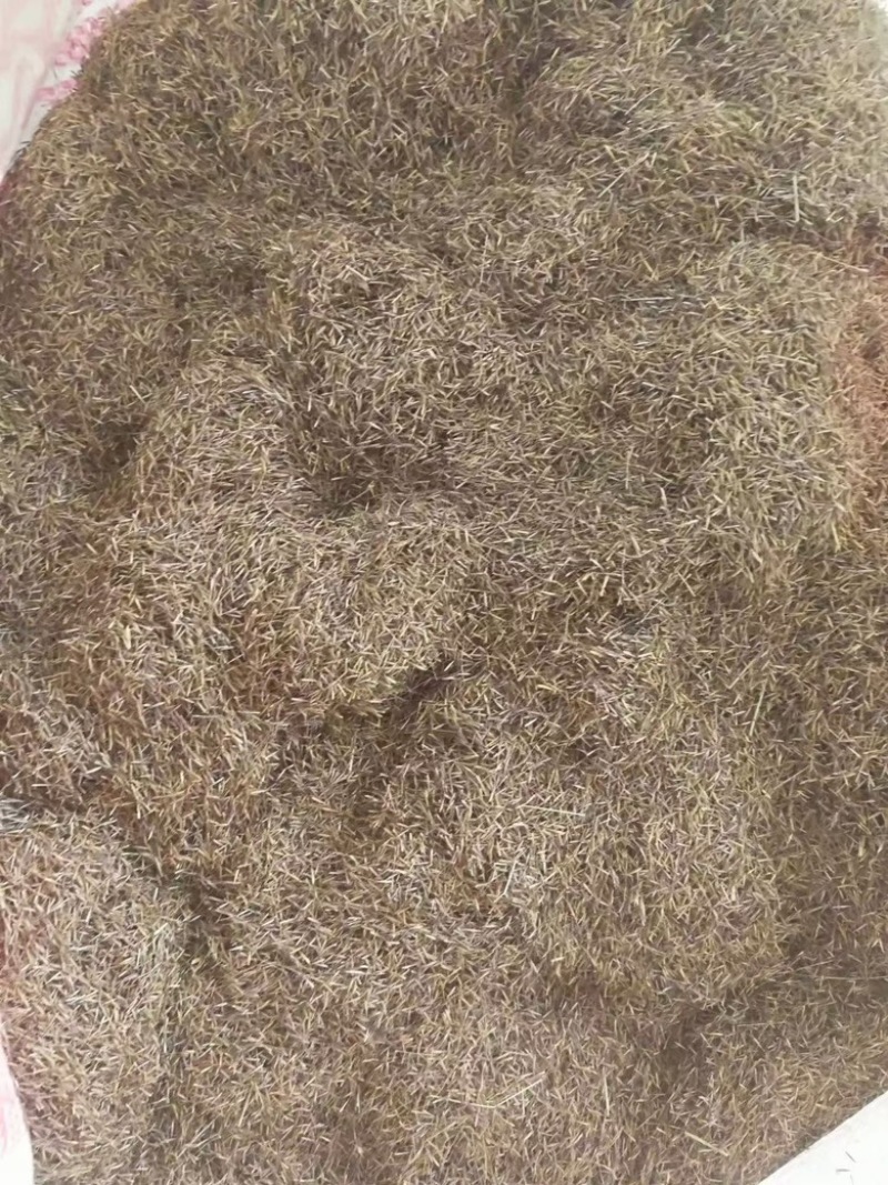 粉黛乱子草籽四季易活观赏网红草籽