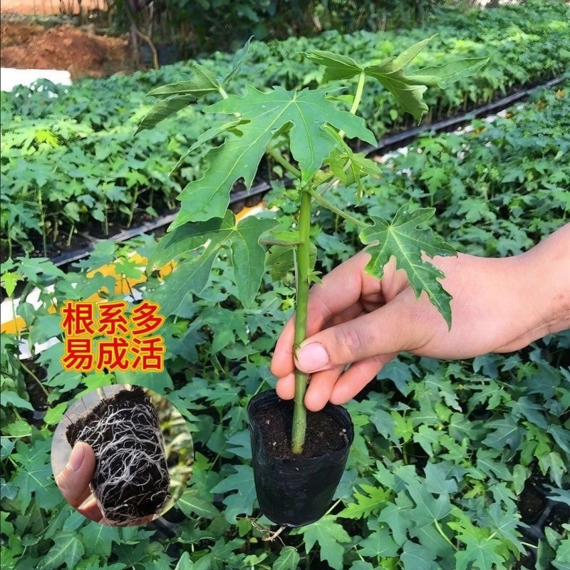 木瓜苗红肉木瓜水果木瓜果农直批量大从优