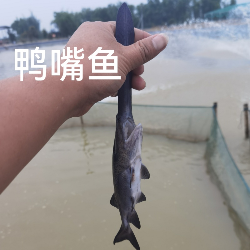 鸭嘴鲟鸭嘴鱼鲟鱼基地直销货源充足