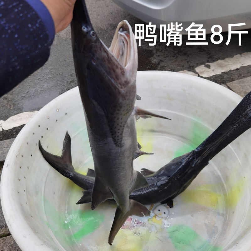 鸭嘴鲟鸭嘴鱼鲟鱼基地直销货源充足