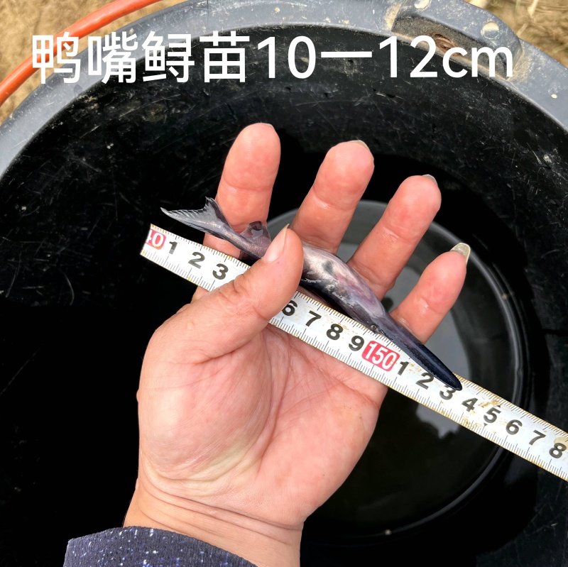 鸭嘴鲟鸭嘴鱼鲟鱼基地直销货源充足