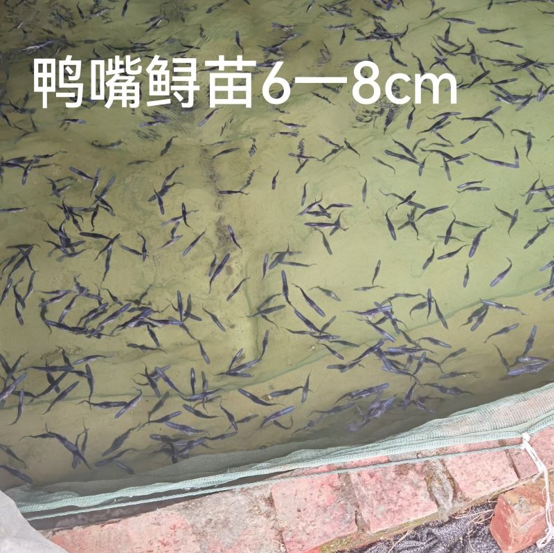 鸭嘴鲟鸭嘴鱼鲟鱼基地直销货源充足