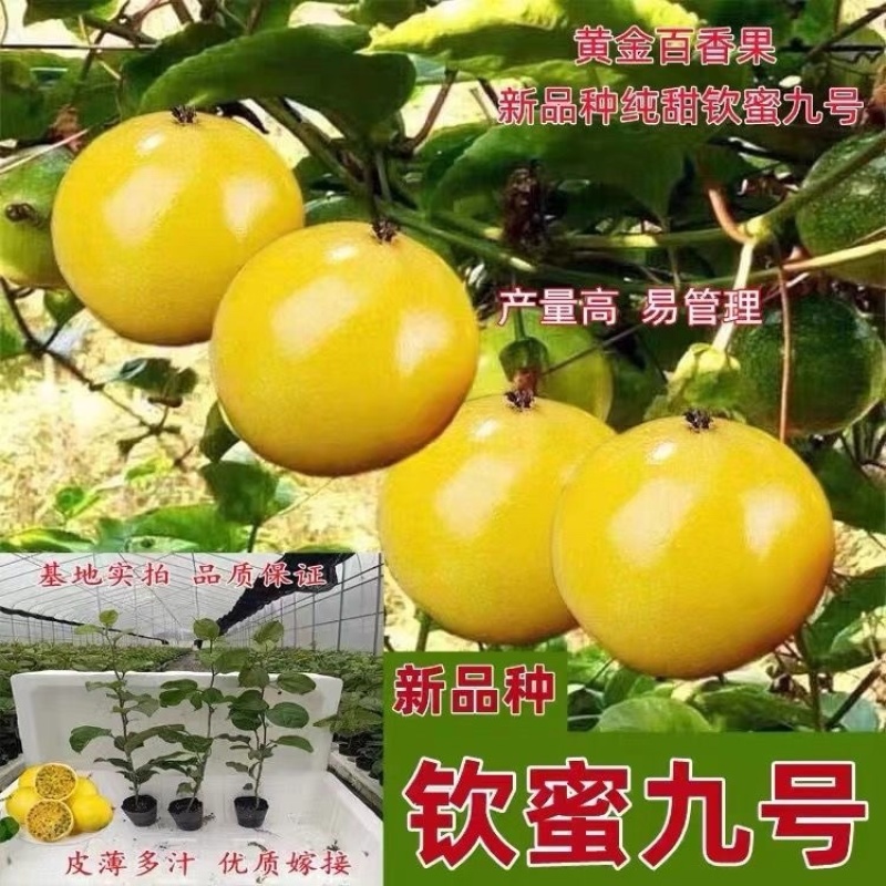 广西钦蜜9号百香果嫁接苗超甜大果百香果苗四季爬滕