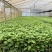 广西钦蜜9号百香果嫁接苗超甜大果百香果苗四季爬滕
