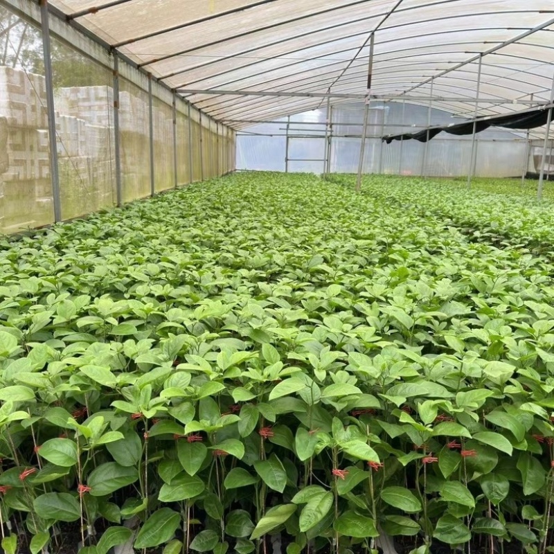 广西钦蜜9号百香果嫁接苗超甜大果百香果苗四季爬滕