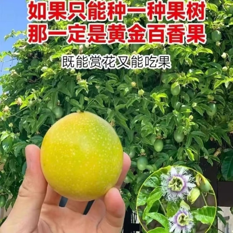 广西钦蜜9号百香果嫁接苗超甜大果百香果苗四季爬滕