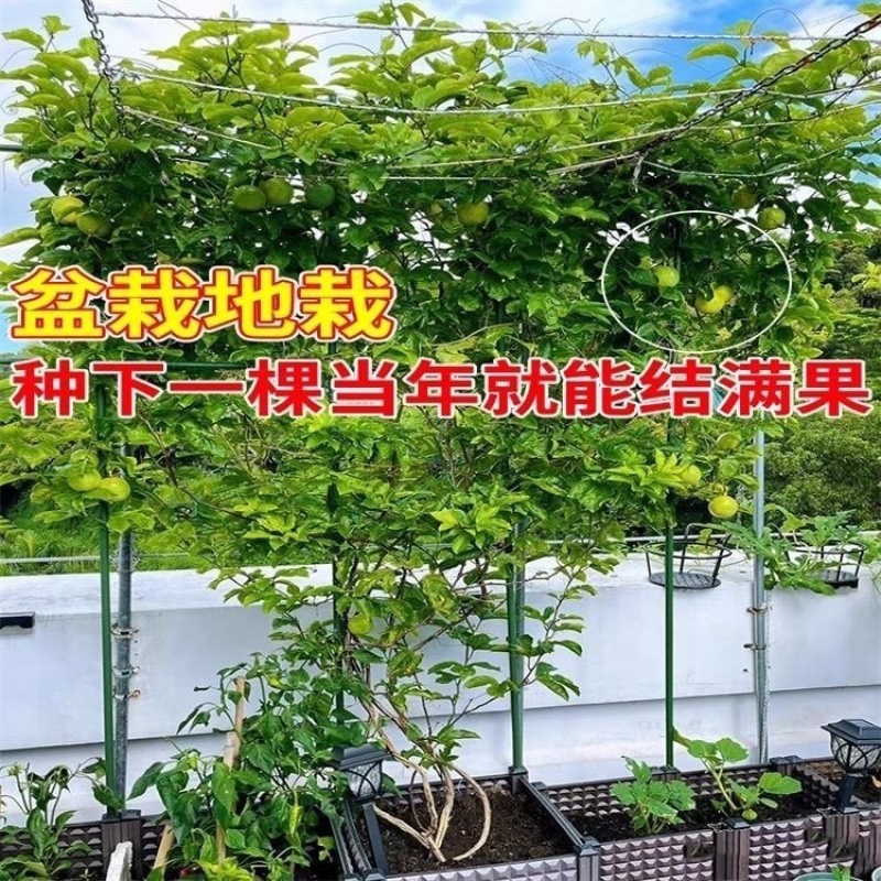 广西钦蜜9号百香果嫁接苗超甜大果百香果苗四季爬滕