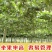 广西钦蜜9号百香果嫁接苗超甜大果百香果苗四季爬滕