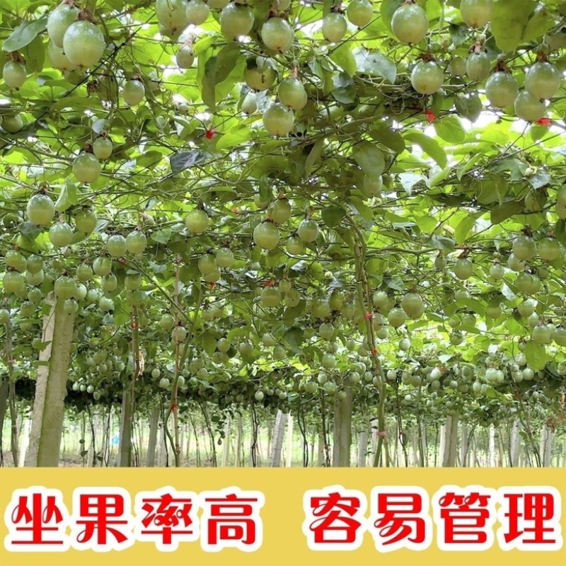广西钦蜜9号百香果嫁接苗超甜大果百香果苗四季爬滕
