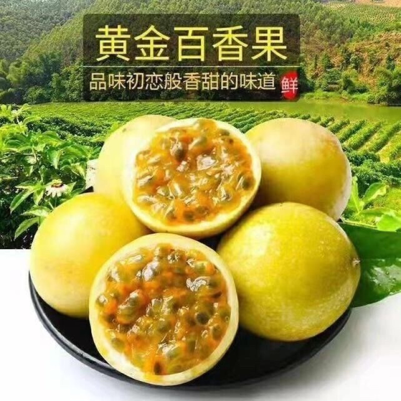 广西钦蜜9号百香果嫁接苗超甜大果百香果苗四季爬滕