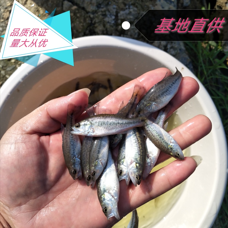 鲈鱼苗鲈优3号加州鲈鱼苗基地直供免费提供养殖技术