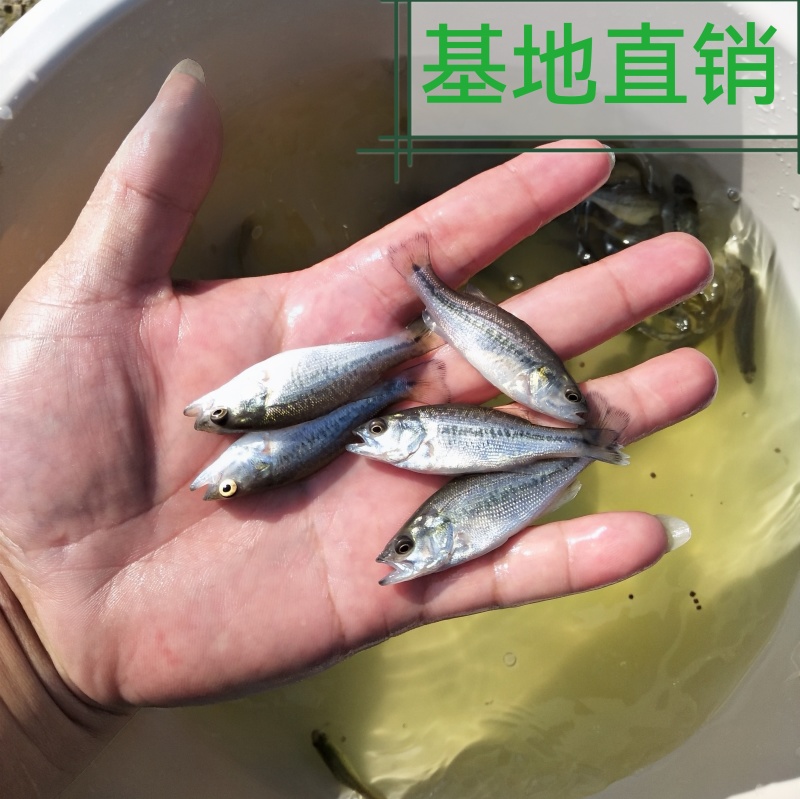 鲈鱼苗鲈优3号加州鲈鱼苗基地直供免费提供养殖技术
