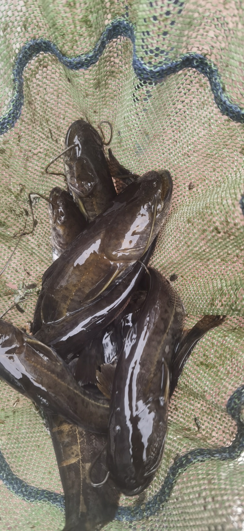 鲶鱼苗南方大口鲶人工驯化好成活率高