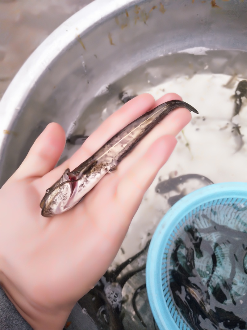 鲶鱼苗南方大口鲶人工驯化好成活率高