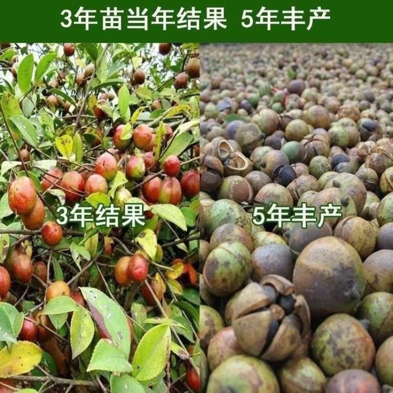 广西油茶苗植生苗不嫁接优质茶油白花红皮山茶籽苗