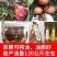 广西油茶苗植生苗不嫁接优质茶油白花红皮山茶籽苗