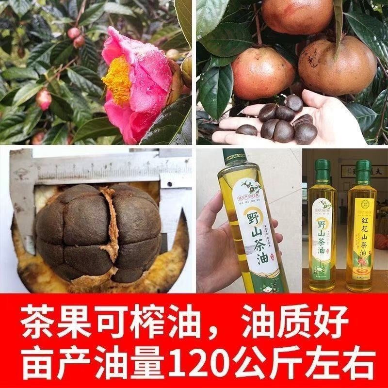 广西油茶苗植生苗不嫁接优质茶油白花红皮山茶籽苗