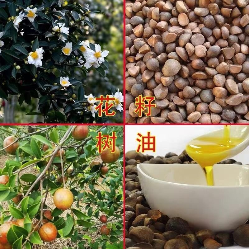 广西油茶苗植生苗不嫁接优质茶油白花红皮山茶籽苗