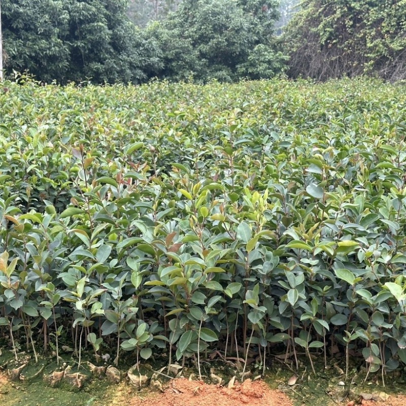 广西油茶苗植生苗不嫁接优质茶油白花红皮山茶籽苗
