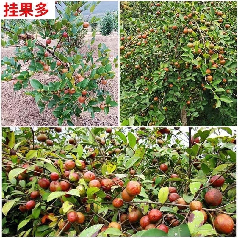 广西油茶苗植生苗不嫁接优质茶油白花红皮山茶籽苗