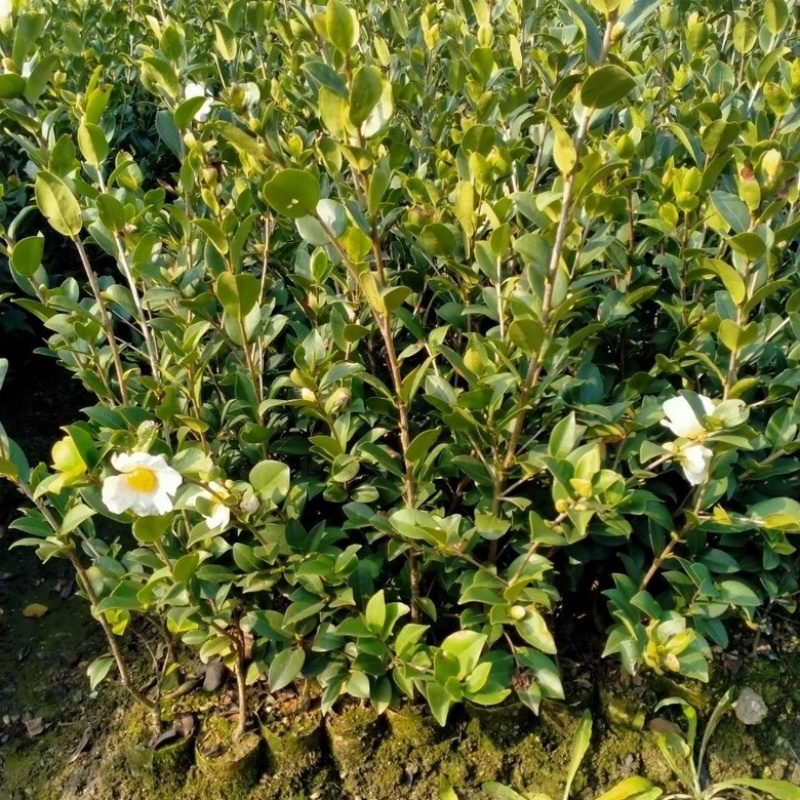 广西油茶苗植生苗不嫁接优质茶油白花红皮山茶籽苗