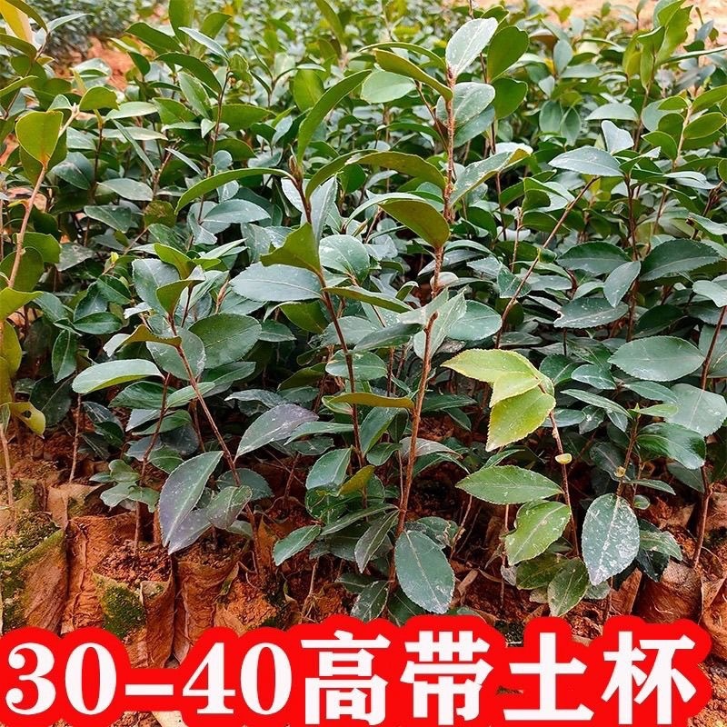 广西油茶苗植生苗不嫁接优质茶油白花红皮山茶籽苗