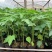 木瓜苗红肉木瓜水果木瓜果农直批量大从优