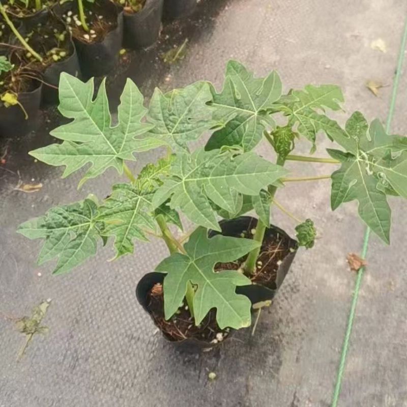 木瓜苗红肉木瓜水果木瓜果农直批量大从优