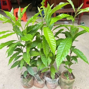 四季黄晶果树嫁接苗特大果带盆栽地栽庭院别带土带叶发货