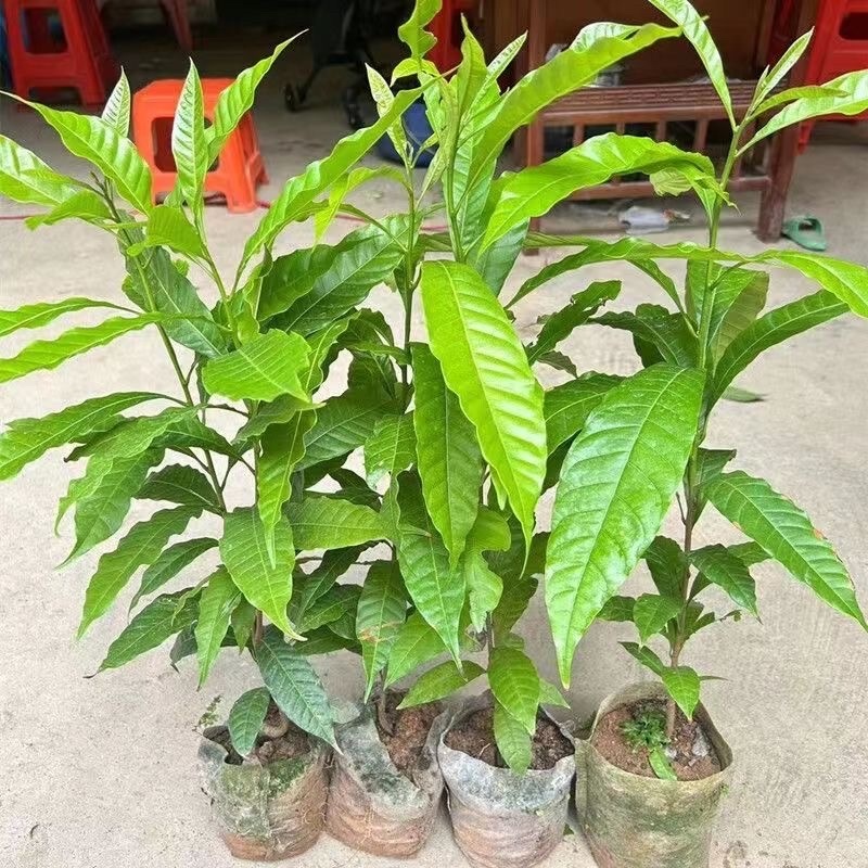 四季黄晶果树嫁接苗特大果带盆栽地栽庭院别带土带叶发货