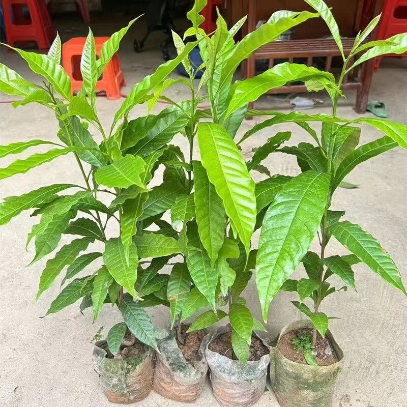 四季黄晶果树嫁接苗特大果带盆栽地栽庭院别带土带叶发货