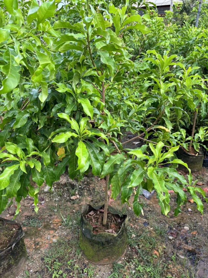 四季黄晶果树嫁接苗特大果带盆栽地栽庭院别带土带叶发货