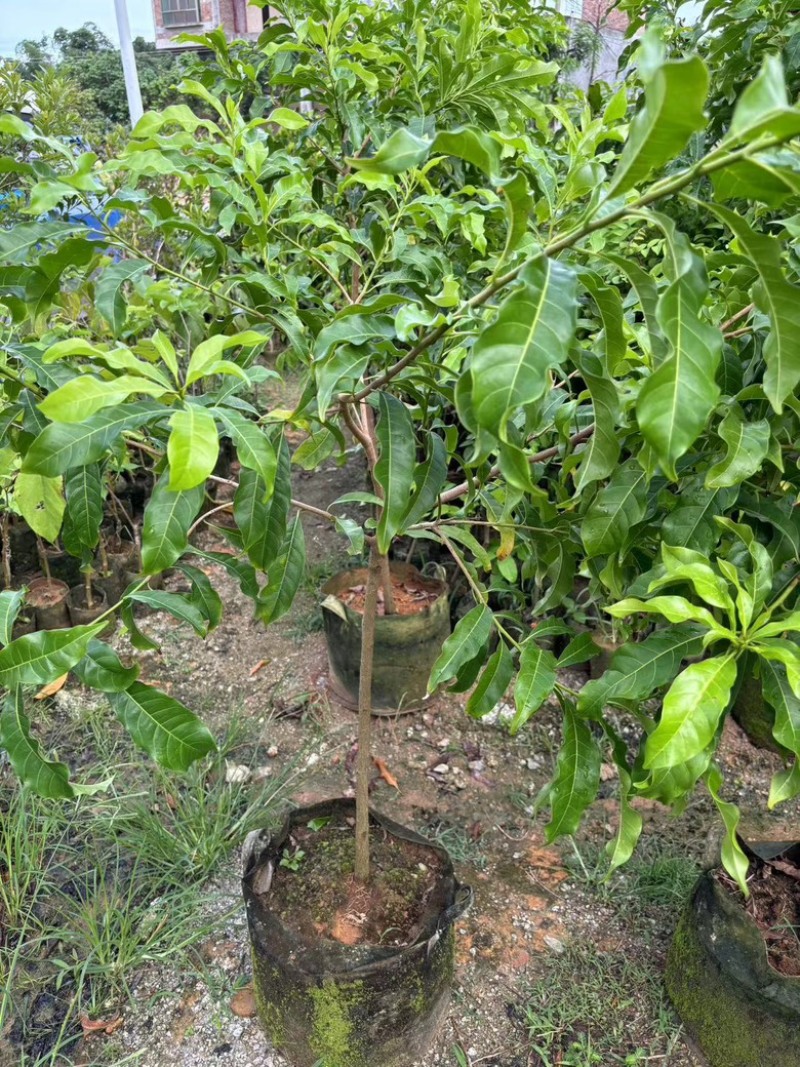 四季黄晶果树嫁接苗特大果带盆栽地栽庭院别带土带叶发货