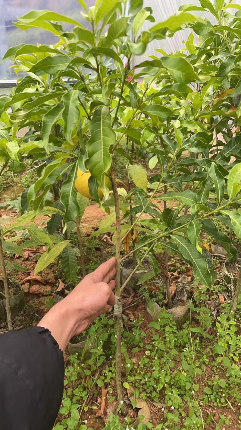 四季黄晶果树嫁接苗特大果带盆栽地栽庭院别带土带叶发货