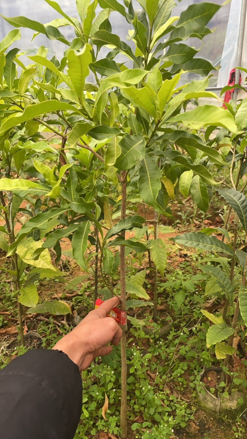 四季黄晶果树嫁接苗特大果带盆栽地栽庭院别带土带叶发货