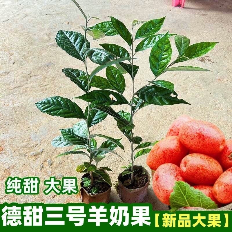 德田二号羊奶果苗纯甜无酸大果带土带叶发货