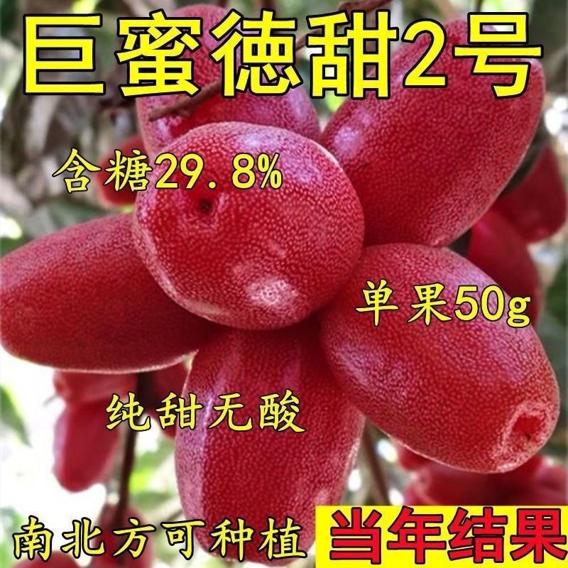 德田二号羊奶果苗纯甜无酸大果带土带叶发货