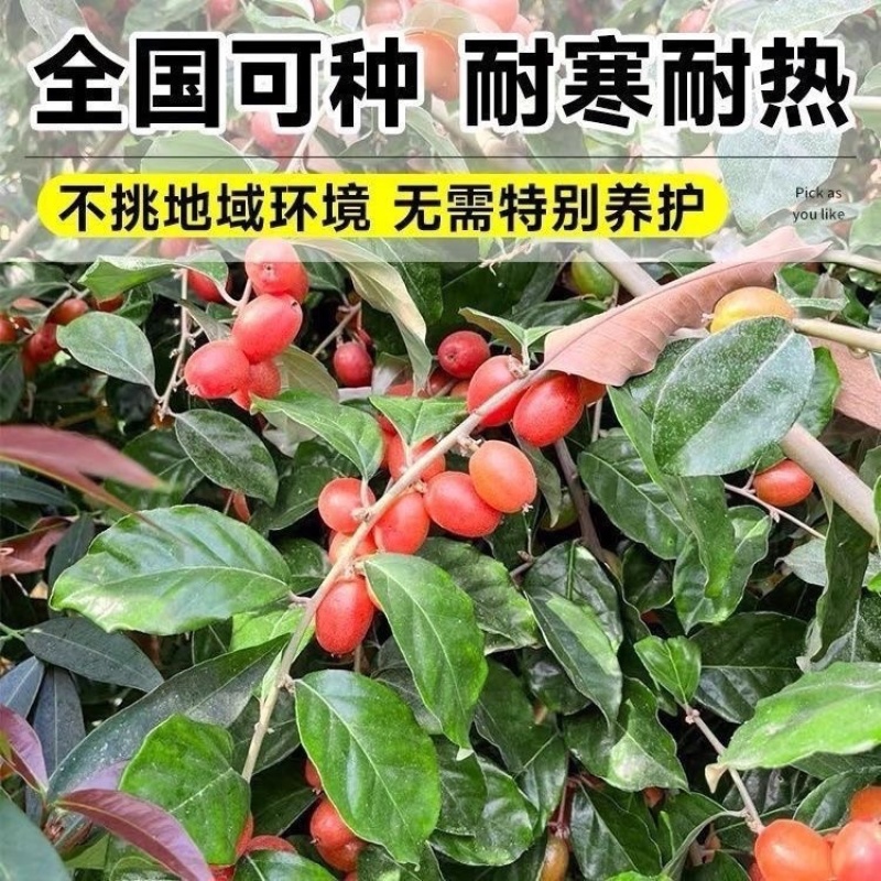 德田二号羊奶果苗纯甜无酸大果带土带叶发货