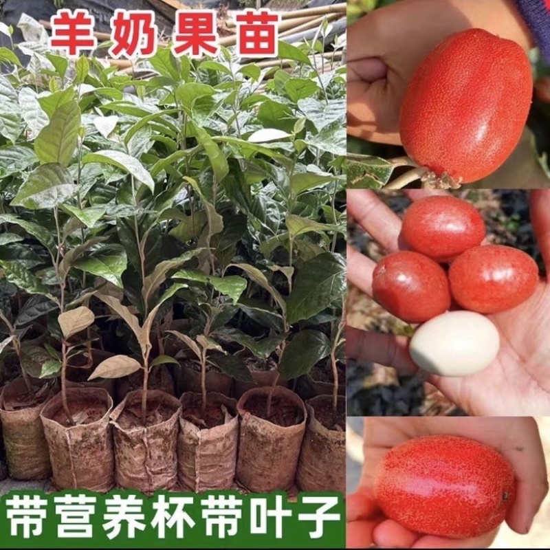 德田二号羊奶果苗纯甜无酸大果带土带叶发货