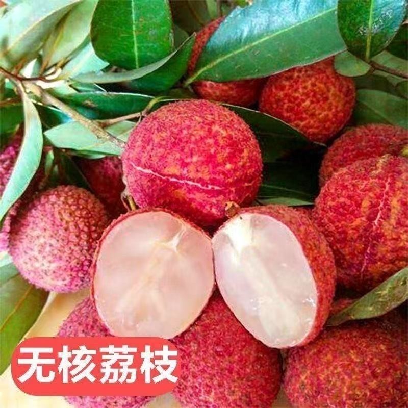荔枝嫁接苗无核荔枝桂味荔枝冰荔妃子笑南北方可种植