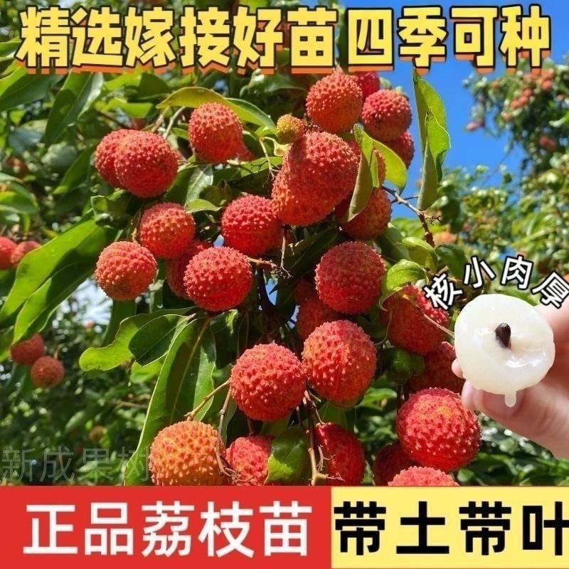 荔枝嫁接苗无核荔枝桂味荔枝冰荔妃子笑南北方可种植