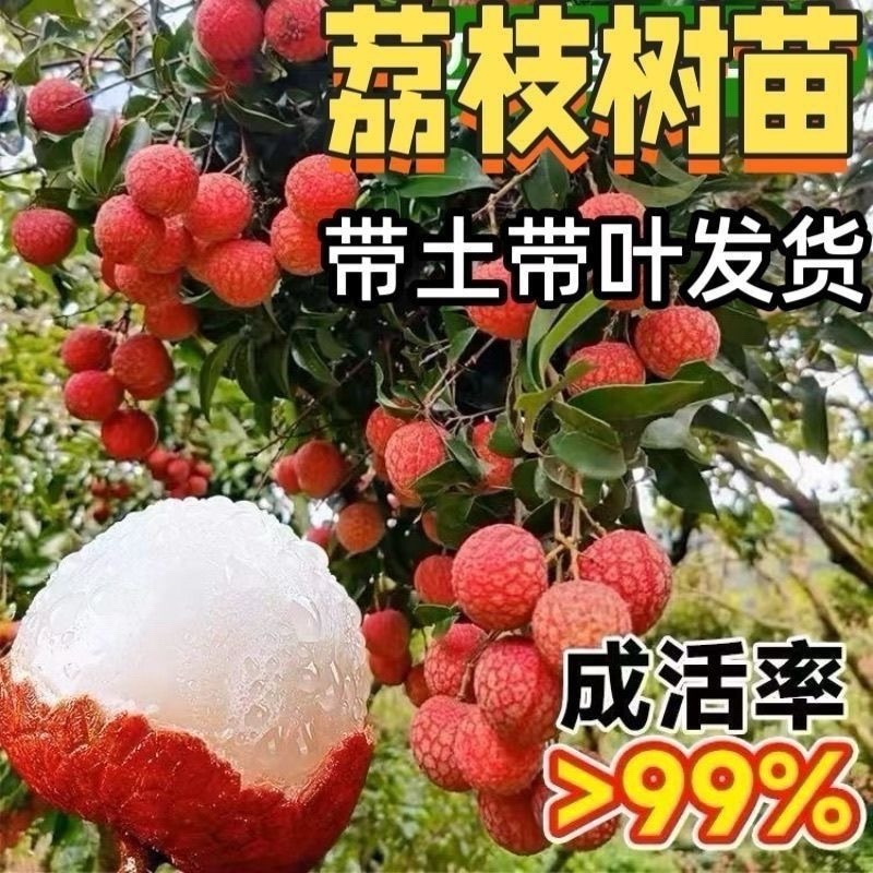 荔枝嫁接苗无核荔枝桂味荔枝冰荔妃子笑南北方可种植