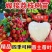 荔枝嫁接苗无核荔枝桂味荔枝冰荔妃子笑南北方可种植