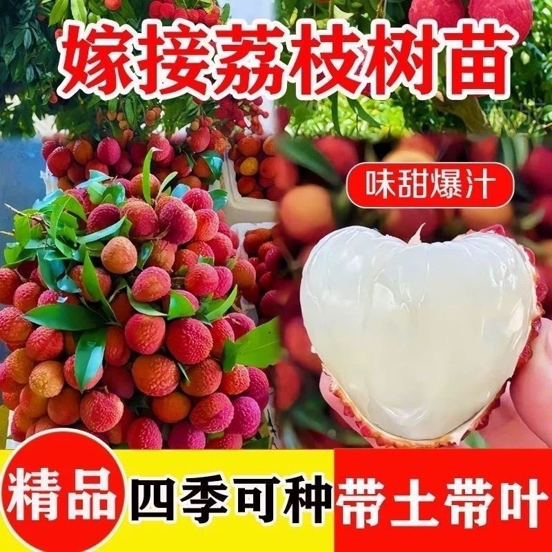 荔枝嫁接苗无核荔枝桂味荔枝冰荔妃子笑南北方可种植